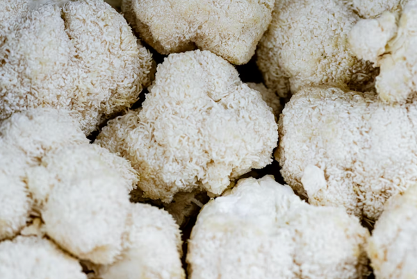Lion's Mane Mushroom