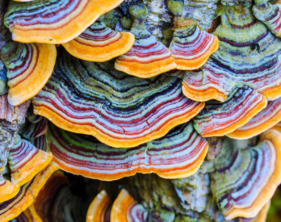 Turkey Tail Mushroom