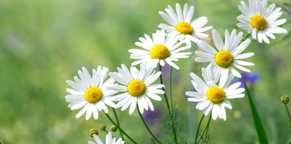 Chamomile Extract