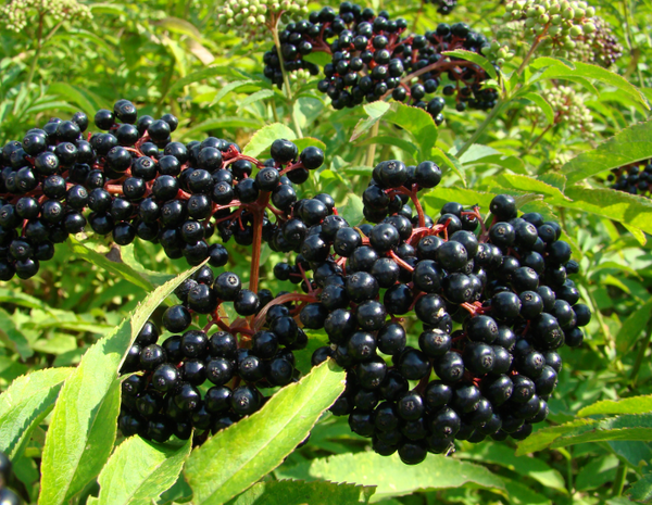 Elderberry Extract