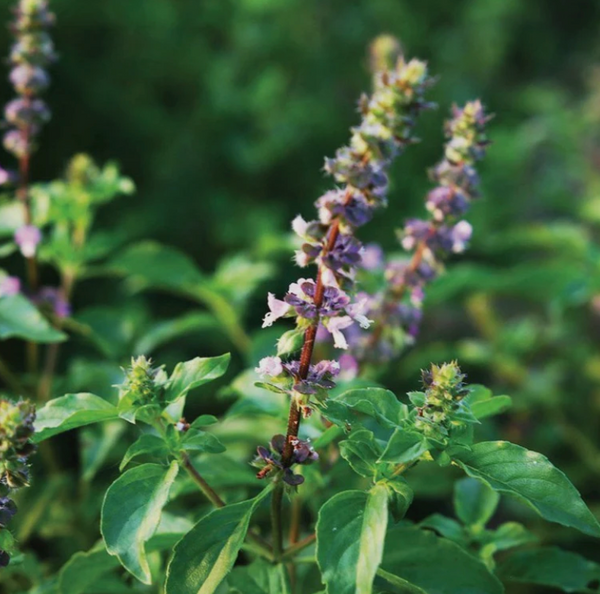 Holy Basil