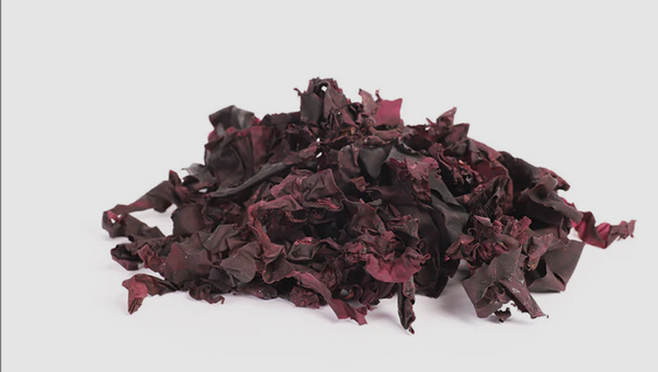 Atlantic Dulse