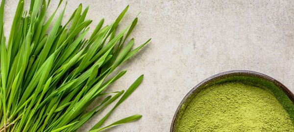 Barley Grass Juice Powder